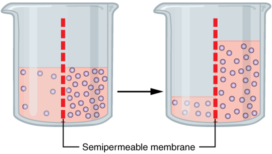 Transport, figure 1