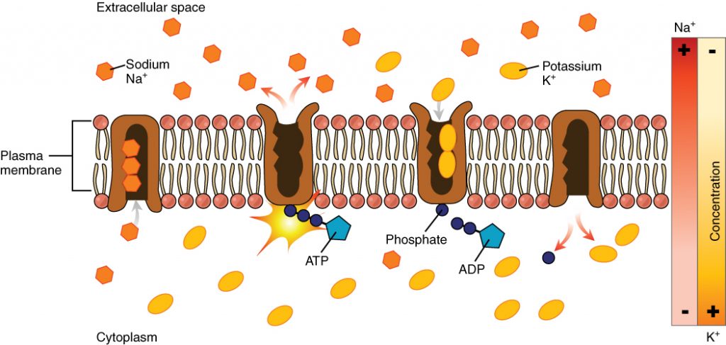 Transport, figure 1