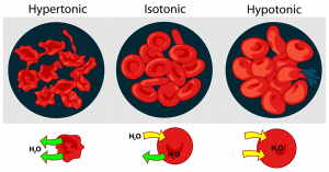 Transport, figure 2