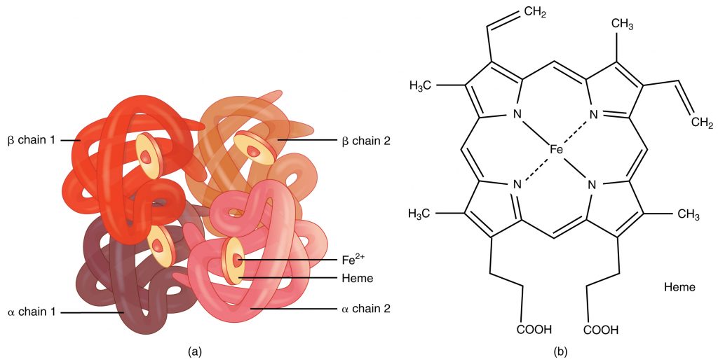 Protein Structure, figure 1