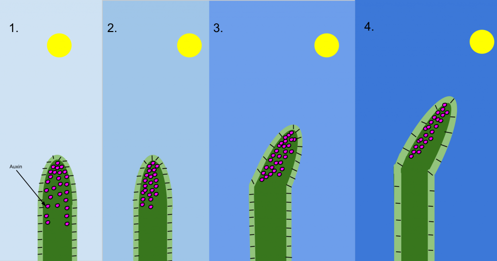 Responses Reflexes & Muscles, figure 2