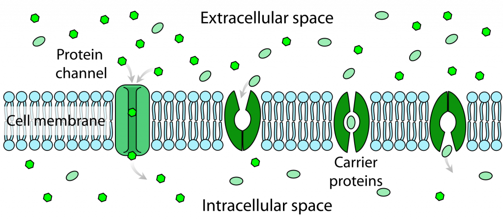 Transport, figure 1