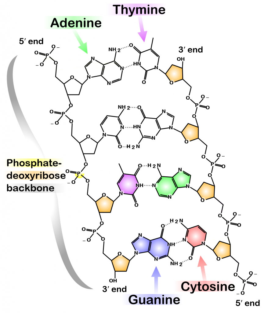 a-level-aqa-biology-notes-biological-molecules-nucleic-acids-revisely