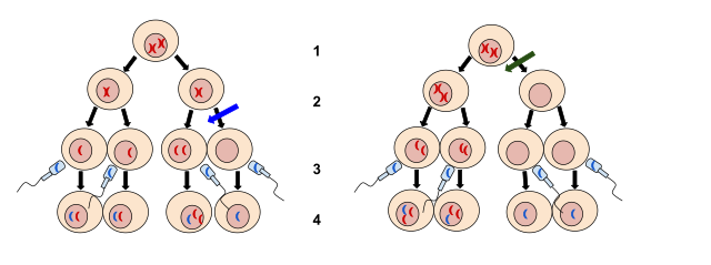 Genetic Diversity: Meiosis & Mutations, figure 2