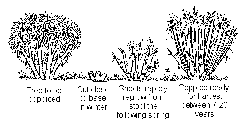 Populations in Ecosystems, figure 2