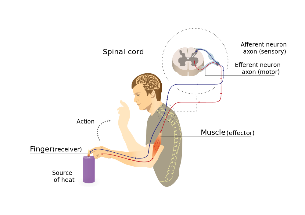 Responses Reflexes & Muscles, figure 1