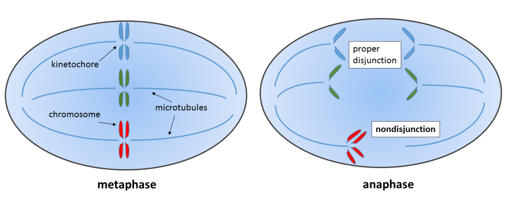 Genetic Diversity: Meiosis & Mutations, figure 1