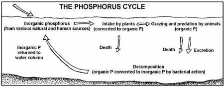 Energy Transfers & Nutrient Cycles, figure 1