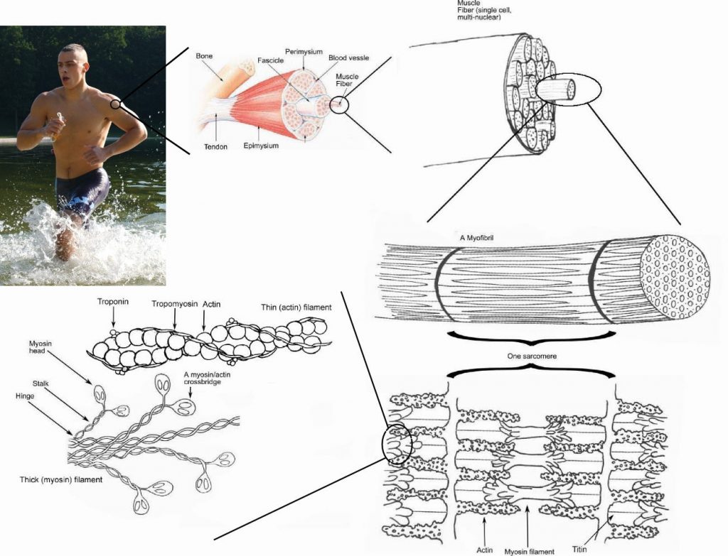 Responses Reflexes & Muscles, figure 1