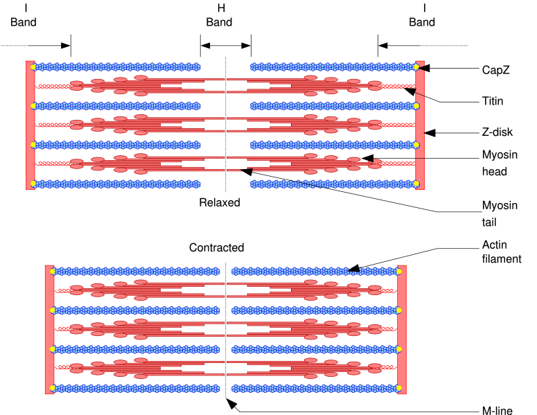 Responses Reflexes & Muscles, figure 4