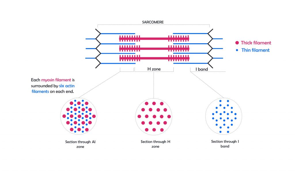 Responses Reflexes & Muscles, figure 3