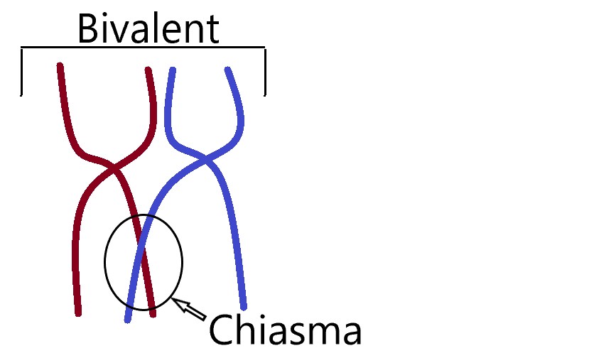 Genetic Diversity: Meiosis & Mutations, figure 2