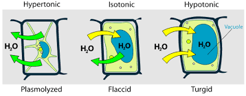 Transport, figure 3