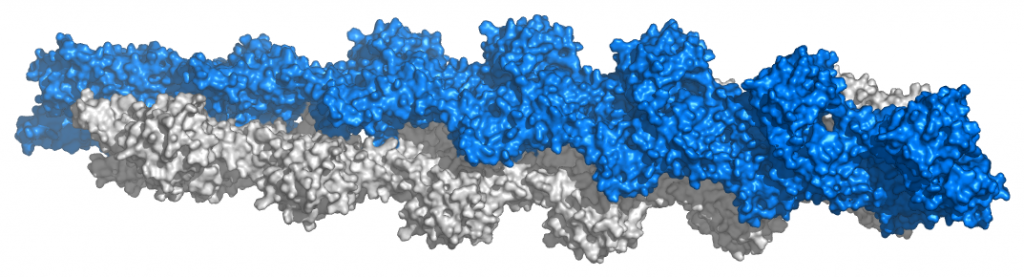 Protein Structure, figure 1