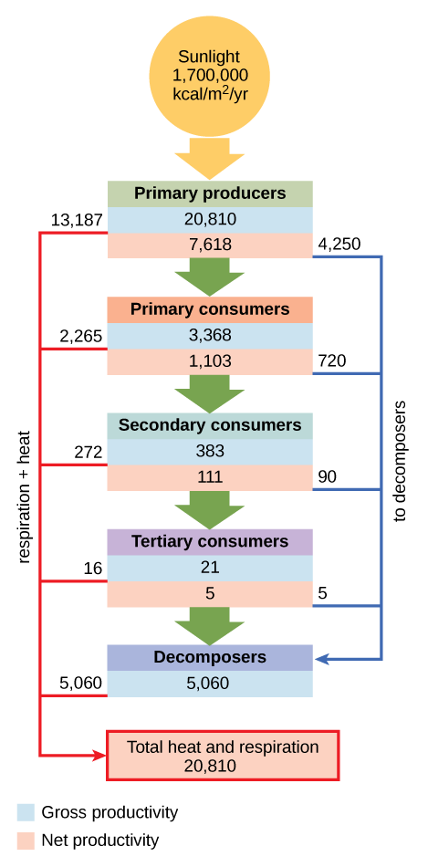 Energy Transfers & Nutrient Cycles, figure 2