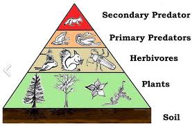 Energy Transfers & Nutrient Cycles, figure 1