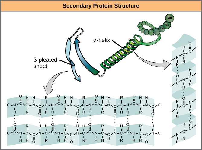 Protein Structure, figure 1