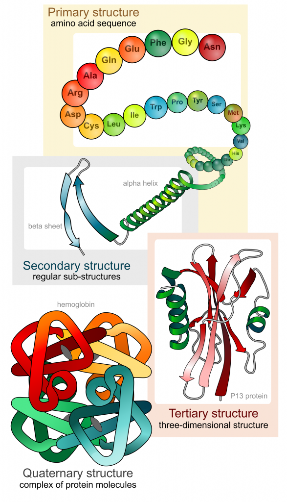 Protein Structure, figure 1