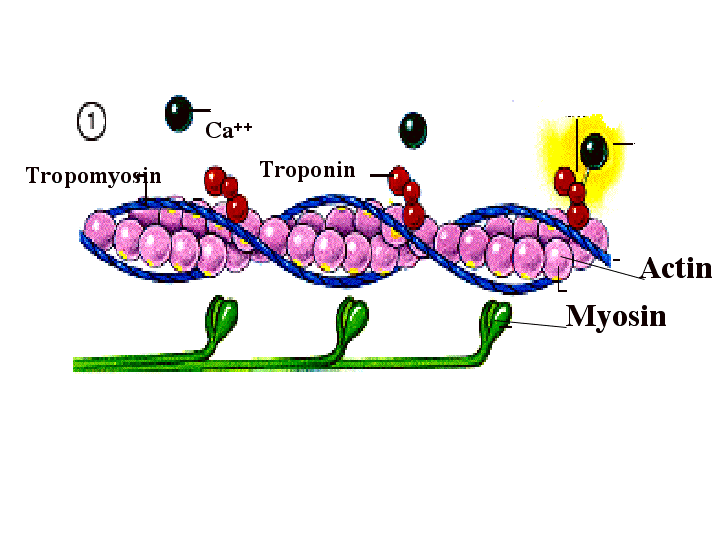 Responses Reflexes & Muscles, figure 2