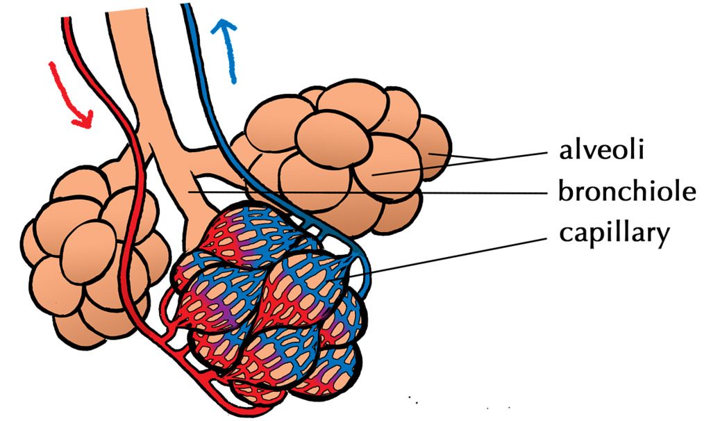 Exchange Surfaces, figure 4