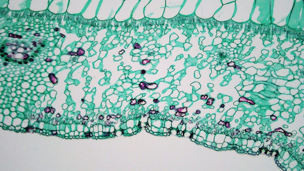 Exchange Surfaces, figure 5