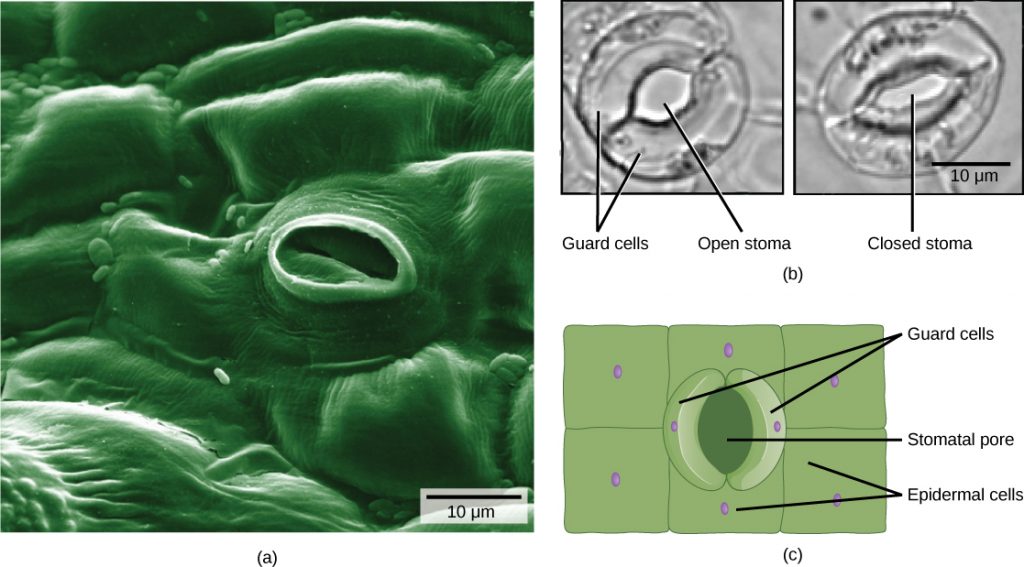 Exchange Surfaces, figure 4