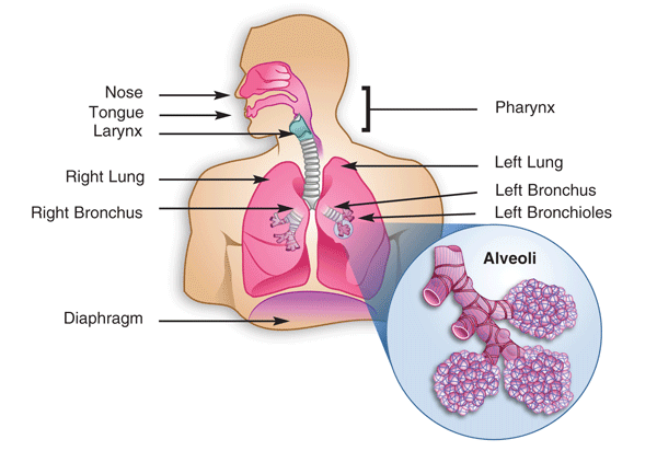 Exchange Surfaces, figure 1