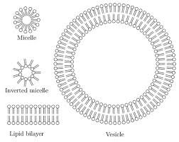 Exchange Surfaces, figure 2