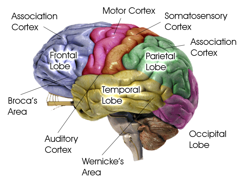 Biopsychology, figure 1